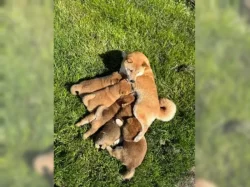 Shiba Inu štěňata s doklady