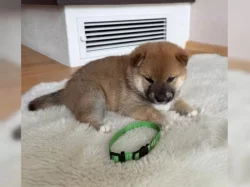 Shiba Inu štěňata s doklady