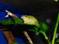 Rosnička karolínská (Hyla cinerea)