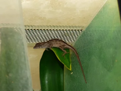 Anolis šedý (Anolis sagrei) 1,1