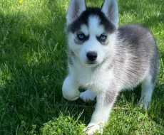 Sibiřský husky štěňata