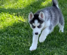 Sibiřský husky štěňata