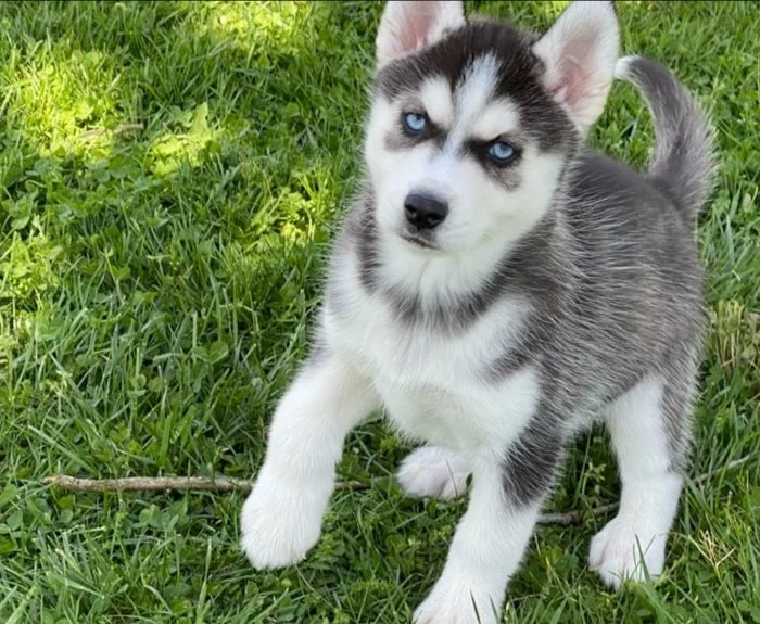 Sibiřský husky štěňata