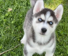 Sibiřský husky štěňata