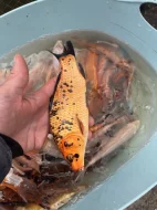 Prodám přebytek ryb