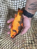 Prodám přebytek ryb