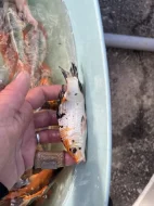 Prodám přebytek ryb