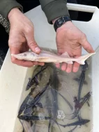 Prodám přebytek ryb