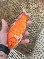 Prodám přebytek ryb