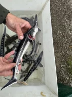 Prodám přebytek ryb