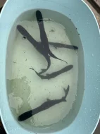 Prodám přebytek ryb