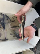 Prodám přebytek ryb