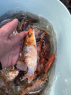 Prodám přebytek ryb