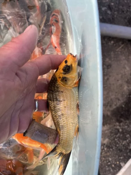 Prodám přebytek ryb