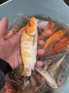 Prodám přebytek ryb