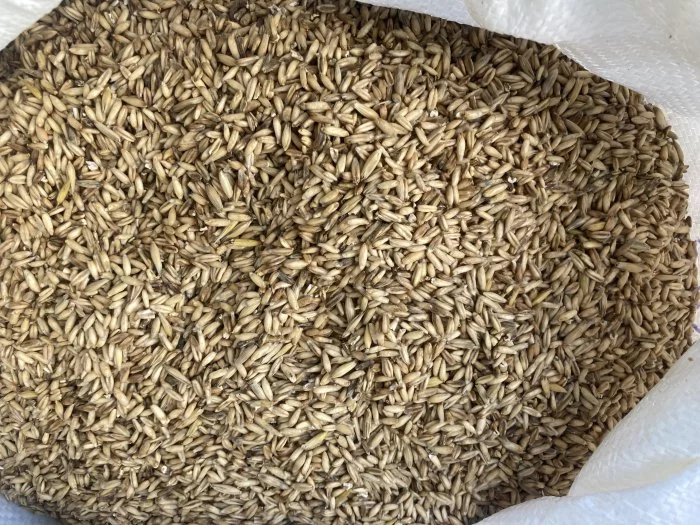 oves nahý,slunečnice žíhaná