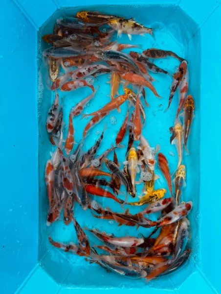 Koi kapr