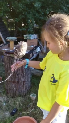 Sýček obecný Athene noctua