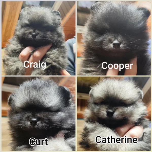 Pomeranian s PP