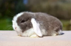 Krásná mláďátka minilopů