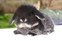 Krásná mláďátka minilopů