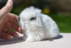 Krásná mláďátka minilopů