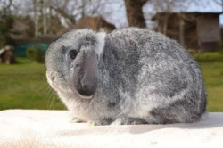 Krásná mláďátka minilopů