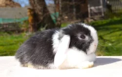 Krásná mláďátka minilopů