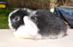 Krásná mláďátka minilopů