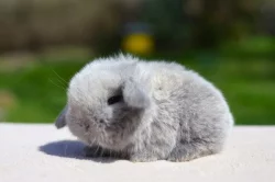 Krásná mláďátka minilopů