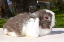 Krásná mláďátka minilopů