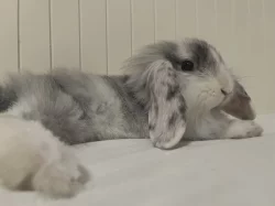 Prodam zakrsleho beranka