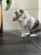 Prodam zakrsleho beranka