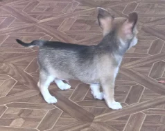 čivava krátkosrstá s PP pejsek