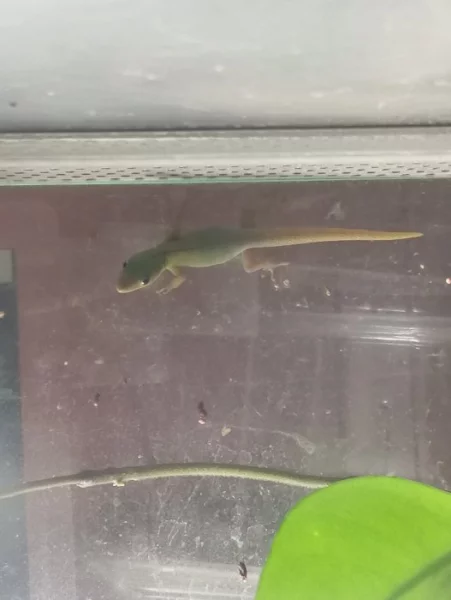 Felsuma žlutoocasá- Phelsuma laticauda