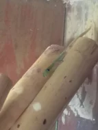 Felsuma žlutoocasá- Phelsuma laticauda