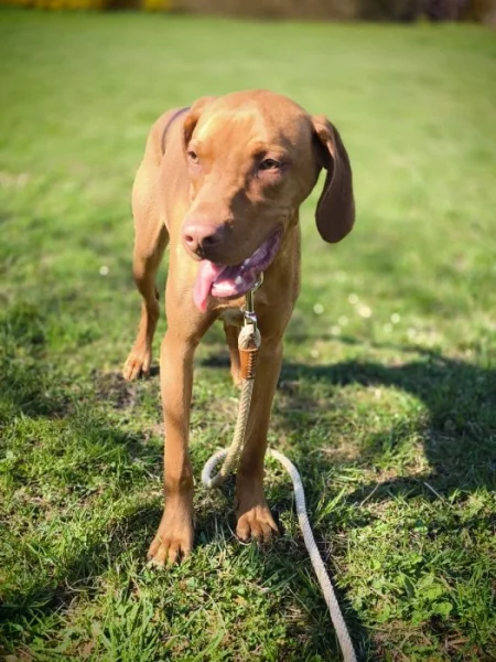 Prodáme štěně madarského ohaře