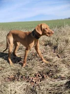 Prodáme štěně madarského ohaře