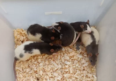 Potkani - prodám mláďata potkanů