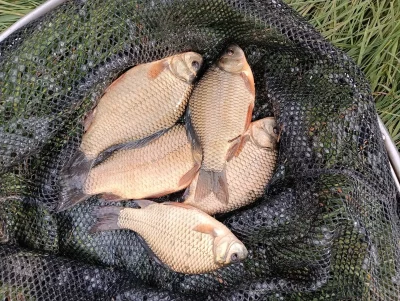 Prodám dvouročka karase obecného