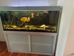 Prodám akvárium cca 500 l včetně kovové konstrukce pod akváriem.