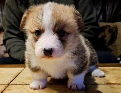 Welsh corgi pembroke S PP