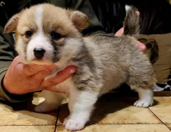 Welsh corgi pembroke S PP