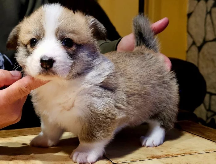 Welsh corgi pembroke S PP