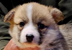 Welsh corgi pembroke S PP
