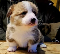 Welsh corgi pembroke S PP
