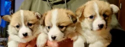 Welsh corgi pembroke S PP