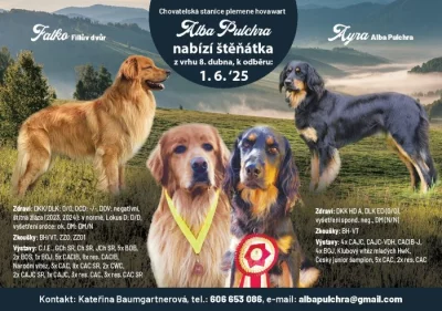 Hovawart - štěňata s PP