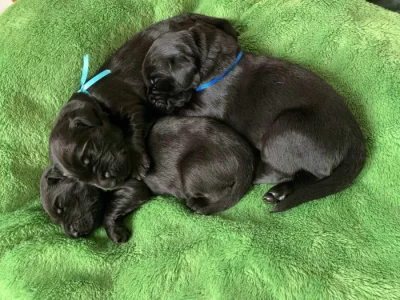 Na prodej štěňátka Flat Coated Retrievera s PP