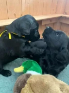 Na prodej štěňátka Flat Coated Retrievera s PP